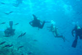 PADI Tauchkurse - Fortgeschrittene Tauchkurse in Sharm El Sheikh und Hurghada - Spezialkurs: PADI IDC (Instructor Development Course) - Tauchen mit Red Sea Diving International im Roten Meer
